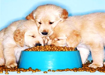 Choosing The Right Dog Food